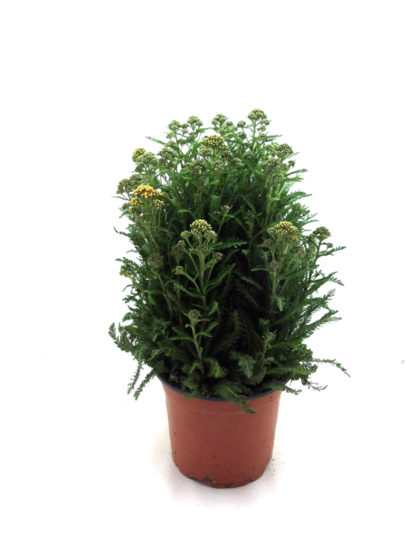 Achillea Kübel