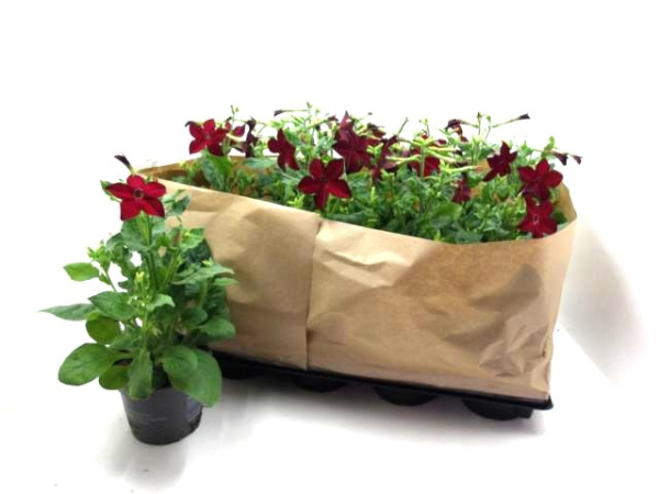 Nicotiana rot