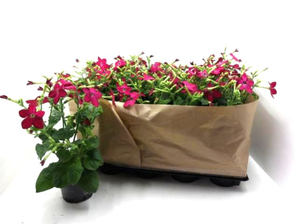 Nicotiana pink