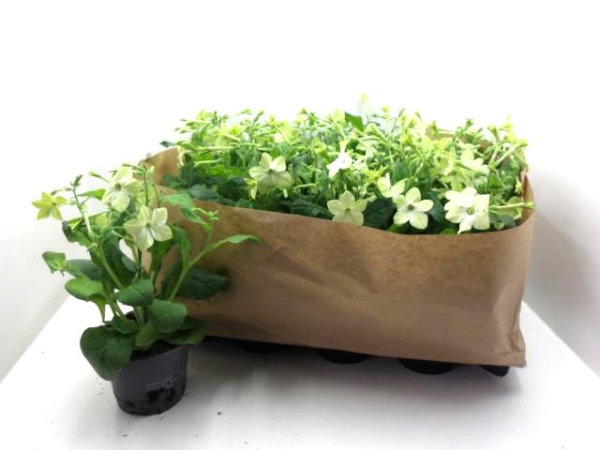 Nicotiana weiß