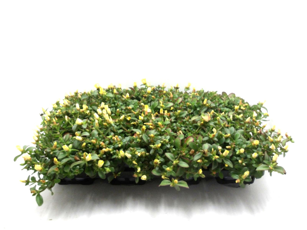 Portulaca gelb