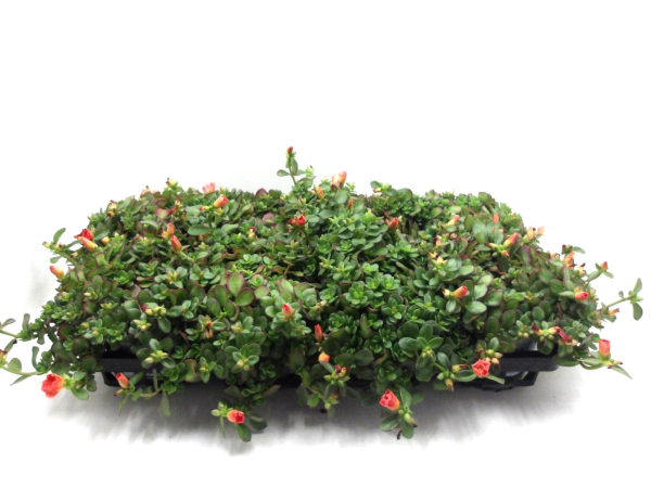 Portulaca rot