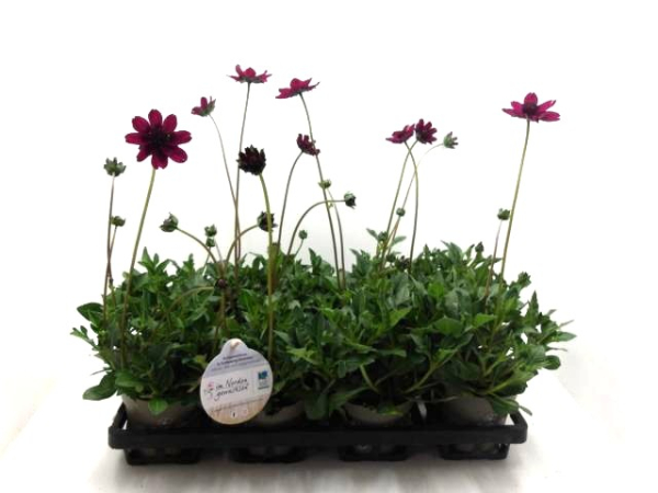 Cosmos atrosanguineus