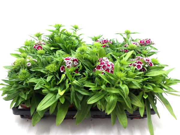Dianthus barb. rotweiß