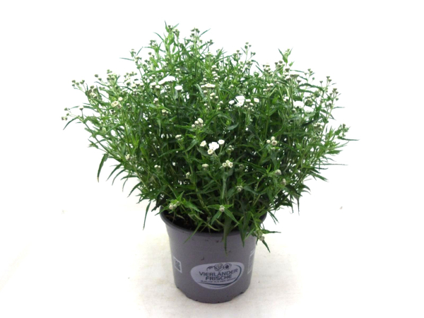 Achillea "Diadem" Kübel