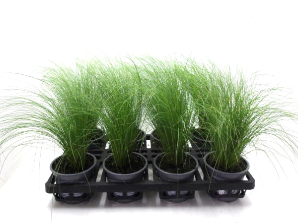 Stipa tenuifolia
