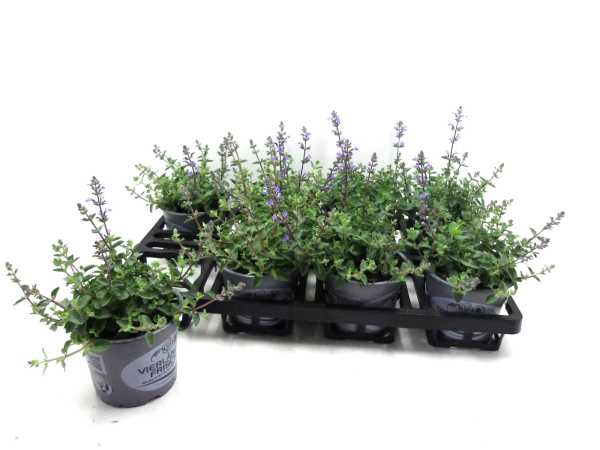 Nepeta fassenii