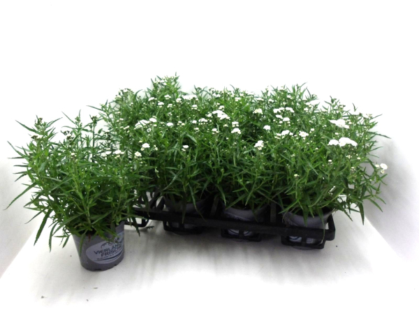 Achillea Diadem