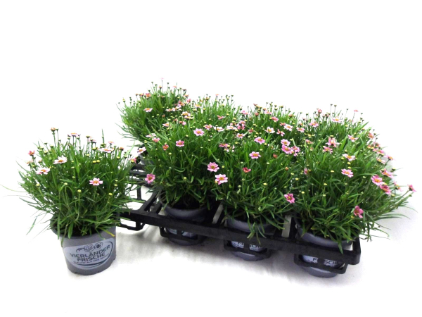 Coreopsis "Twinklebell" rosa