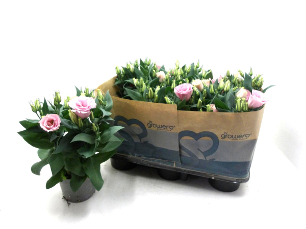 Eustoma russ. rosa