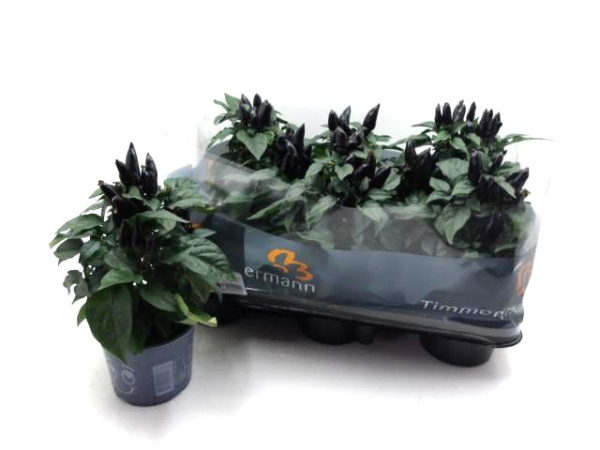 Capsicum ann. 'Black'