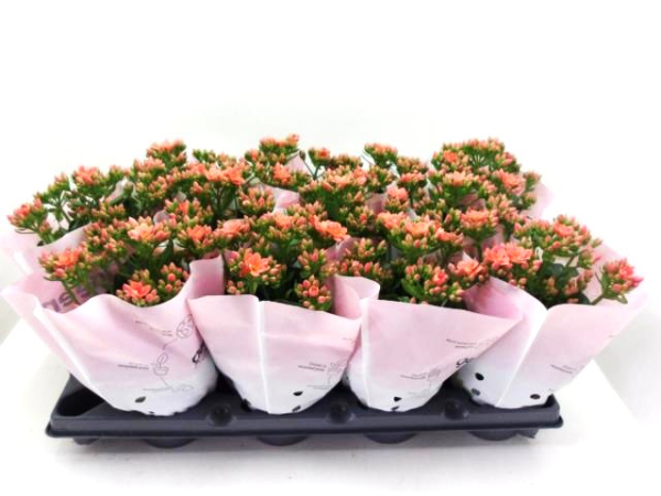 Kalanchoe halbgefüllt lachsorange