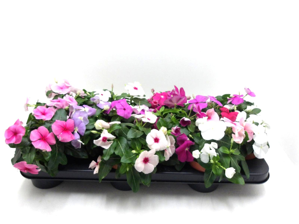 Catharanthus roseus Mix