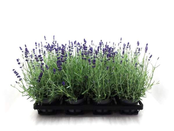 Lavandula ang.