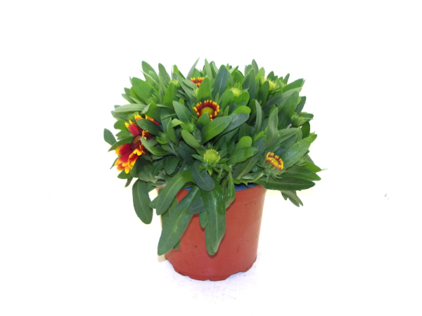 Gaillardia Kübel