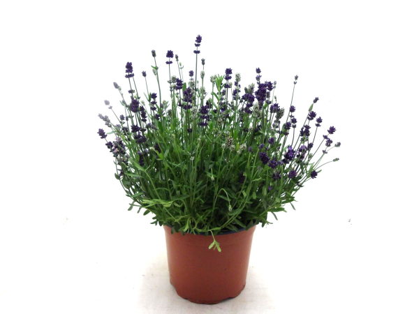 Lavandula ang. Duo-Kübel