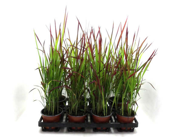 Imperata cyl. "Red Baron"