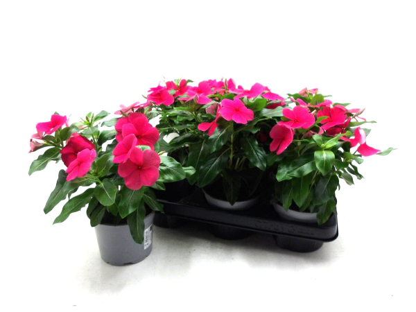 Catharanthus roseus magenta