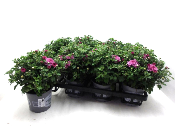 Chrysanthemum  ind. rosa