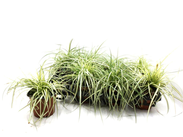 Carex "Evergold"