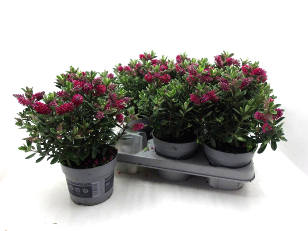 Hebe "All Blooms" rot