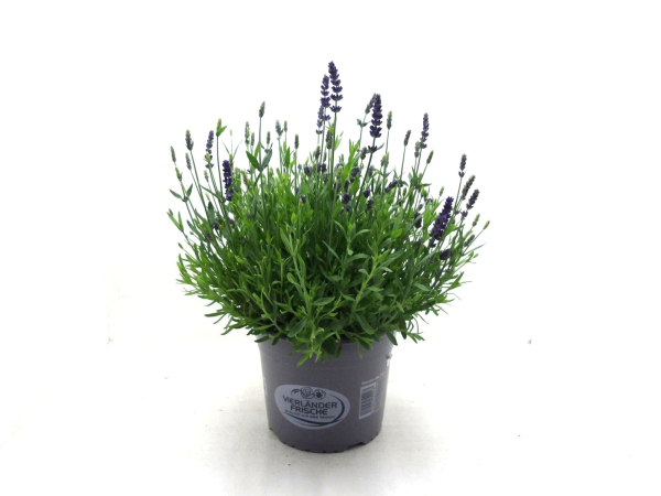 Lavandula ang. Kübel
