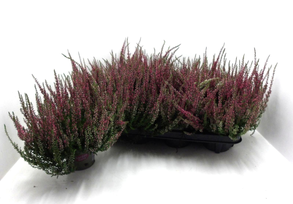Calluna vulg. rot