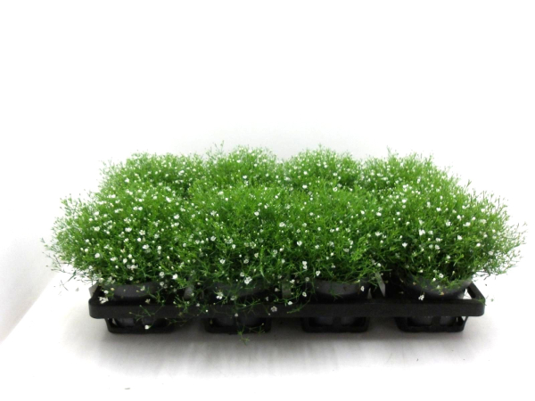 Gypsophila muralis weiß