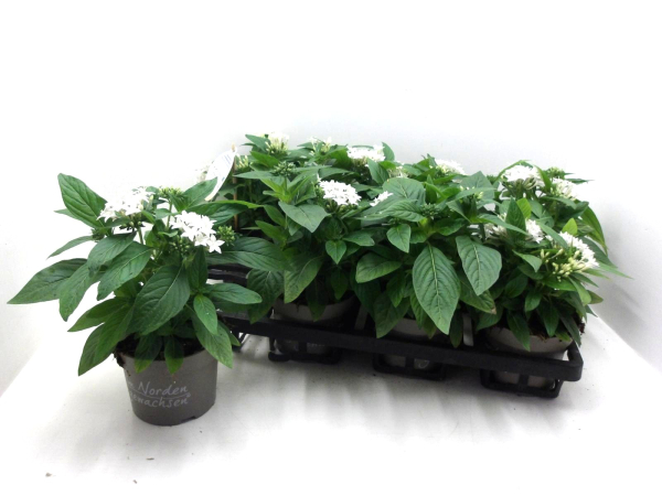Pentas lanc. weiß