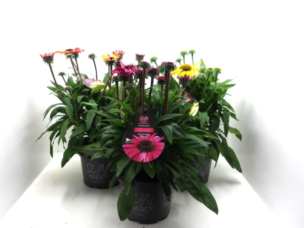 Echinacea pur. Kübel