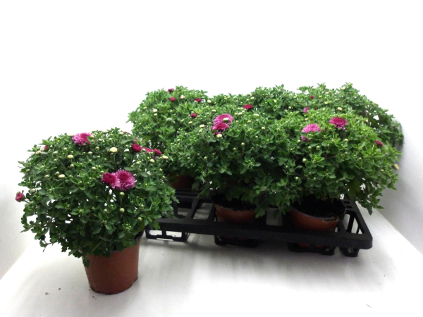 Chrysanthemum  ind. lila