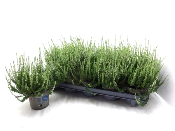Calluna "Beauty Ladies" weiß