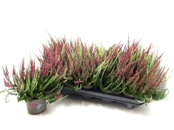 Calluna vulg. Twin