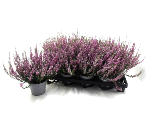 Calluna   vulg. rosa
