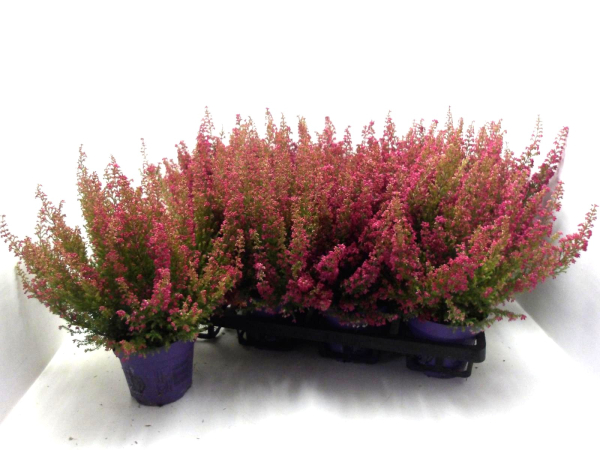 Erica gracilis rot