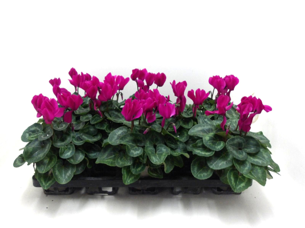 Cyclamen pers. midi lila