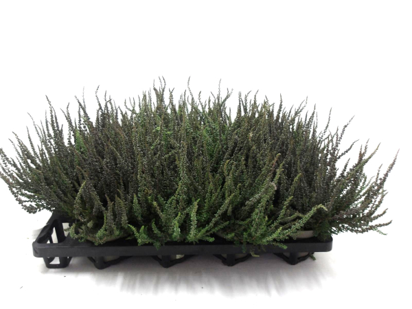 Calluna "Sunset"  Zalina