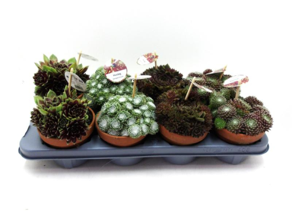 Sempervivum Tontopf Mix