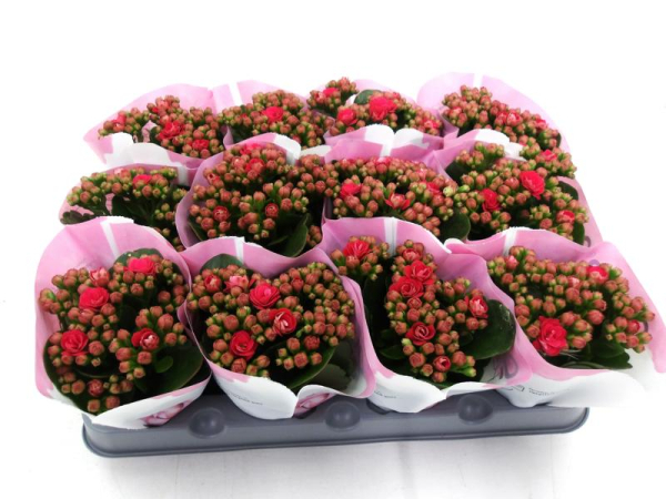 Mini Kalanchoe pink/rot