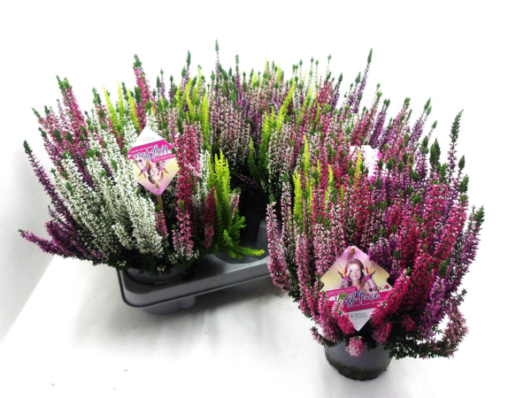 Calluna "Beauty Lady" High Five