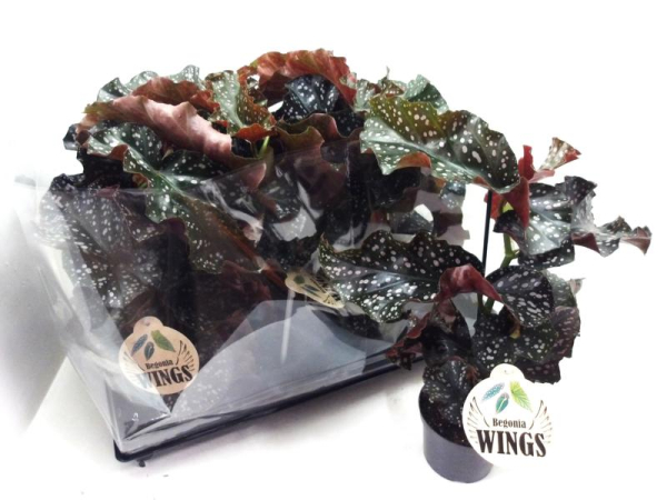 Begonia maculata "Cracklin Rosie"