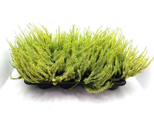 Calluna gefärbt gelb