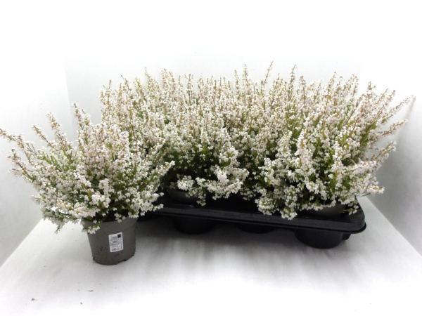Erica gracilis weiß