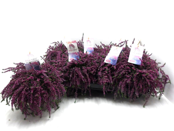 Calluna "Rasta" lila