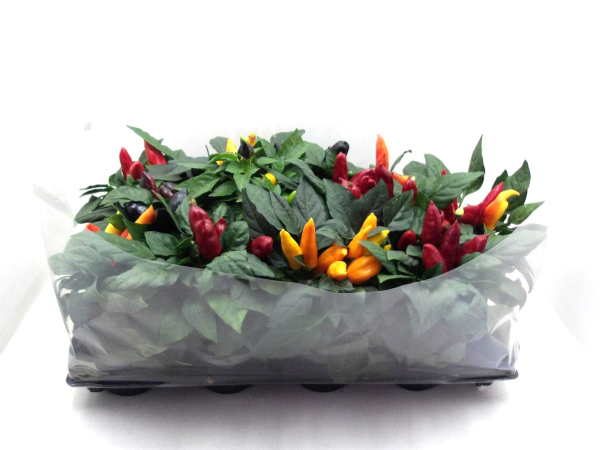 Capsicum ann. "Maya" Mix
