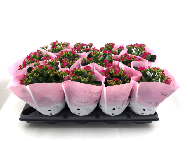 Kalanchoe purpur ungefüllt