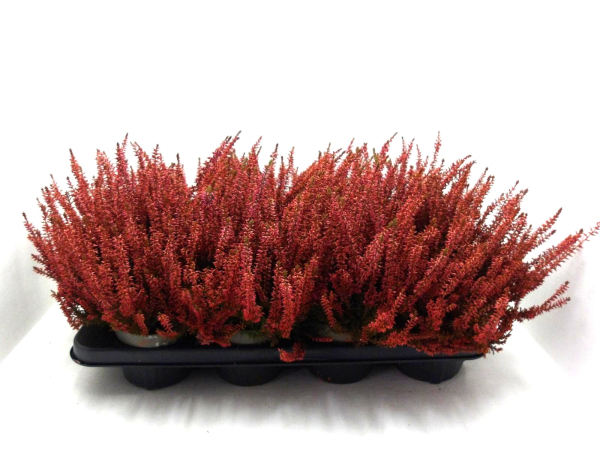Calluna gefärbt orange