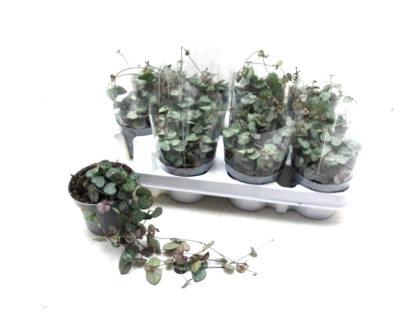 Ceropegia woodii