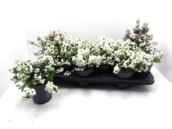 Pernettya mucronata weiß