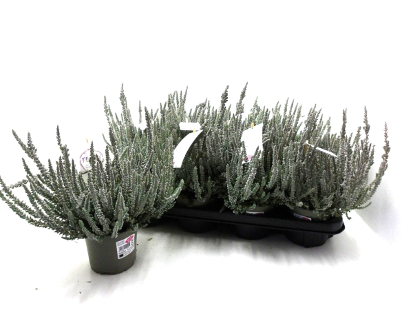 Calluna "Fluffy"